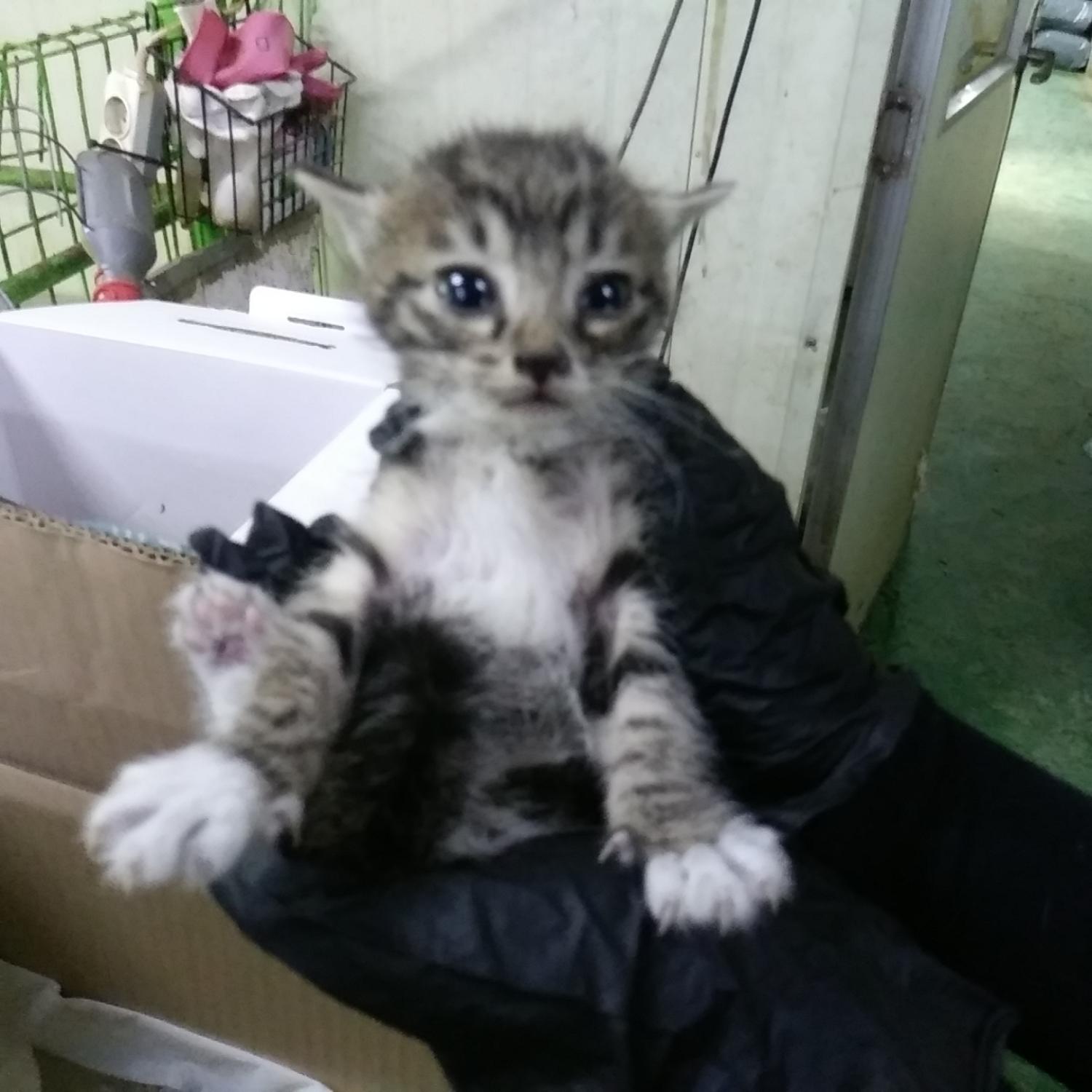 유기동물 - 한국 고양이